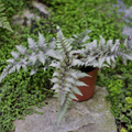 Japanese Painted Fern 